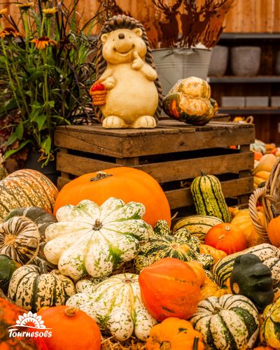 Diverse variété de potirons et coloquintes sur une caisse en bois avec un décor automnal.
